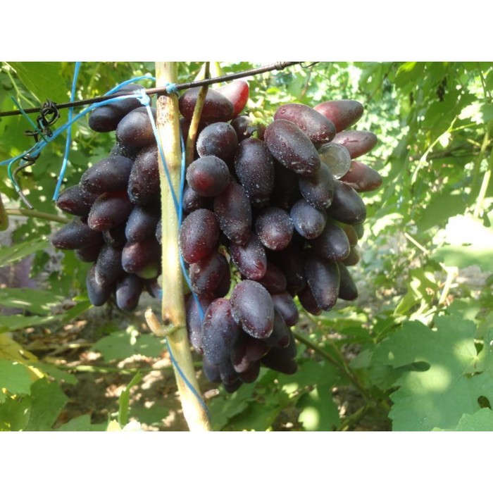 Саженец винограда "Флагман", 1 шт, Весна 2022
Саженец винограда "Флагман", 1 шт, Весна 2022