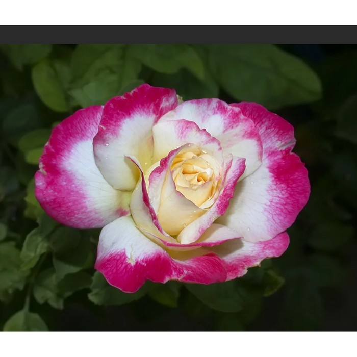 Саженец розы "Делайт мини", 1 шт, Весна 2022
Саженец розы "Делайт мини", 1 шт, Весна 2022