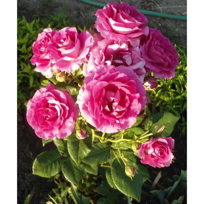 Саженец розы "Манескин", 1 шт, Весна 2022
Саженец розы "Манескин", 1 шт, Весна 2022