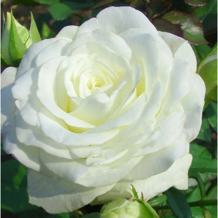 Саженец розы "Ноктюрн", 1 шт, Весна 2022
Саженец розы "Ноктюрн", 1 шт, Весна 2022