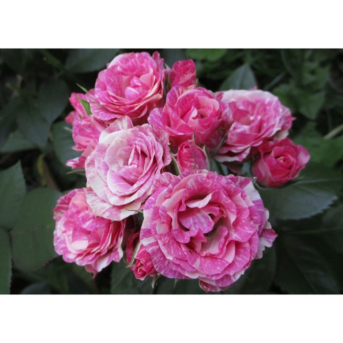 Саженец розы "Пинк Флеш", 1 шт, Весна 2022
Саженец розы "Пинк Флеш", 1 шт, Весна 2022