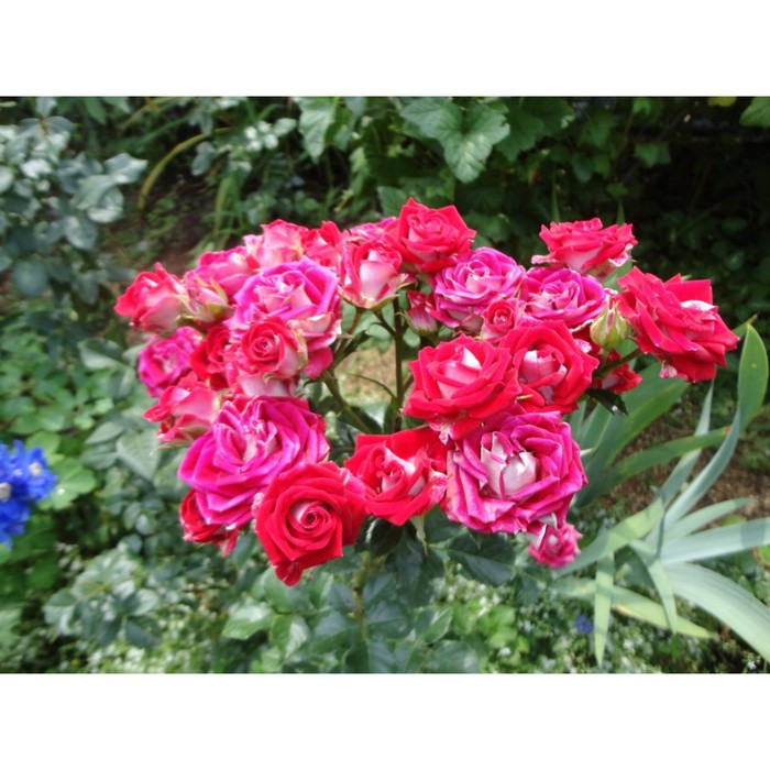 Саженец розы "Руби стар", 1 шт, Весна 2022
Саженец розы "Руби стар", 1 шт, Весна 2022