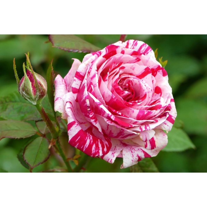 Саженец розы "Флешинг", 1 шт, Весна 2022
Саженец розы "Флешинг", 1 шт, Весна 2022