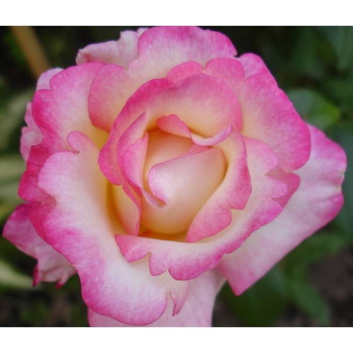 Саженец розы "Фрейза", 1 шт, Весна 2022 
Саженец розы "Фрейза", 1 шт, Весна 2022