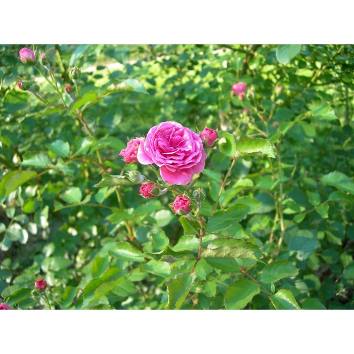 Саженец розы "Джинни", Канадская, 1 шт Весна 2022
Саженец розы "Джинни", Канадская, 1 шт Весна 2022