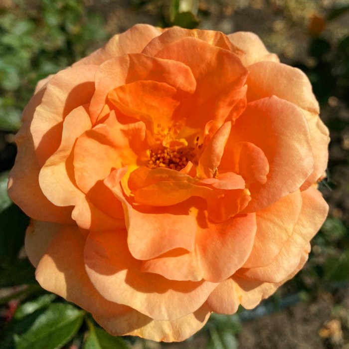 Саженец розы "Корнет", Канадская, 1 шт Весна 2022
Саженец розы "Корнет", Канадская, 1 шт Весна 2022