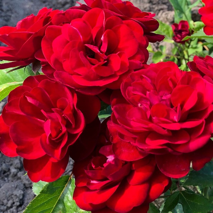 Саженец розы "Пандора", Канадская, 1 шт Весна 2022 
Саженец розы "Пандора", Канадская, 1 шт Весна 2022