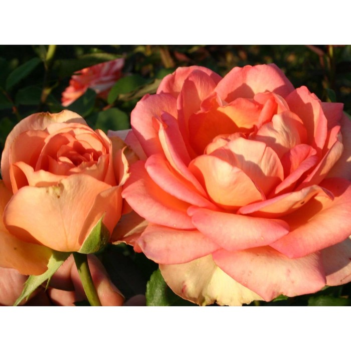 Роза Прометей, Весна 2023, 1 шт.
Роза Прометей, Весна 2023, 1 шт.