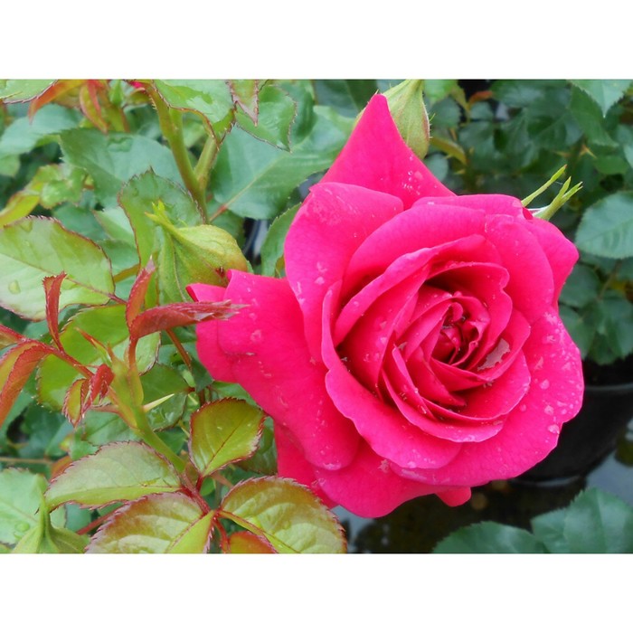 Саженец розы "Адель", 1 шт, Весна 2022
Саженец розы "Адель", 1 шт, Весна 2022