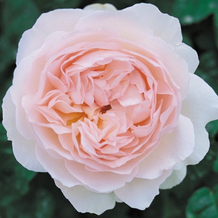 Саженец розы "Ганимеда" серия ПРЕМИУМ, 1 шт Весна 2022
Саженец розы "Ганимеда" серия ПРЕМИУМ, 1 шт Весна 2022