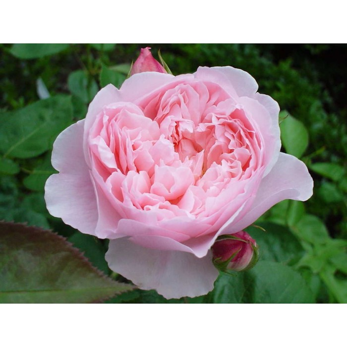 Саженец розы "Лира" серия ПРЕМИУМ, 1 шт Весна 2022
Саженец розы "Лира" серия ПРЕМИУМ, 1 шт Весна 2022