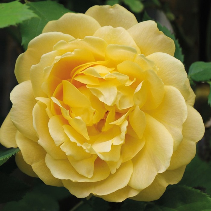 Саженец розы "Люмьер де Луна" серия ПРЕМИУМ, 1 шт Весна 2022
Саженец розы "Люмьер де Луна" серия ПРЕМИУМ, 1 шт Весна 2022