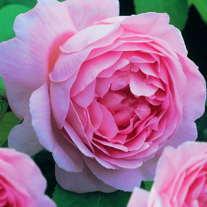 Саженец розы "Паллада" серия ПРЕМИУМ, 1 шт Весна 2022
Саженец розы "Паллада" серия ПРЕМИУМ, 1 шт Весна 2022