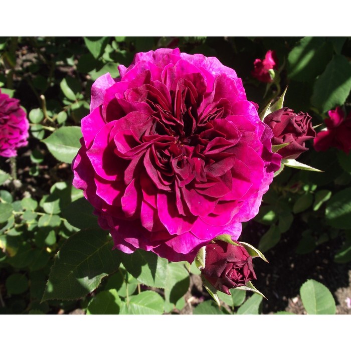 Саженец розы "Терра Ностра" серия ПРЕМИУМ, 1 шт Весна 2022
Саженец розы "Терра Ностра" серия ПРЕМИУМ, 1 шт Весна 2022