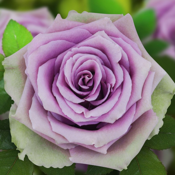 Саженец розы "Тиара" серия ПРЕМИУМ, 1 шт Весна 2022 
Саженец розы "Тиара" серия ПРЕМИУМ, 1 шт Весна 2022