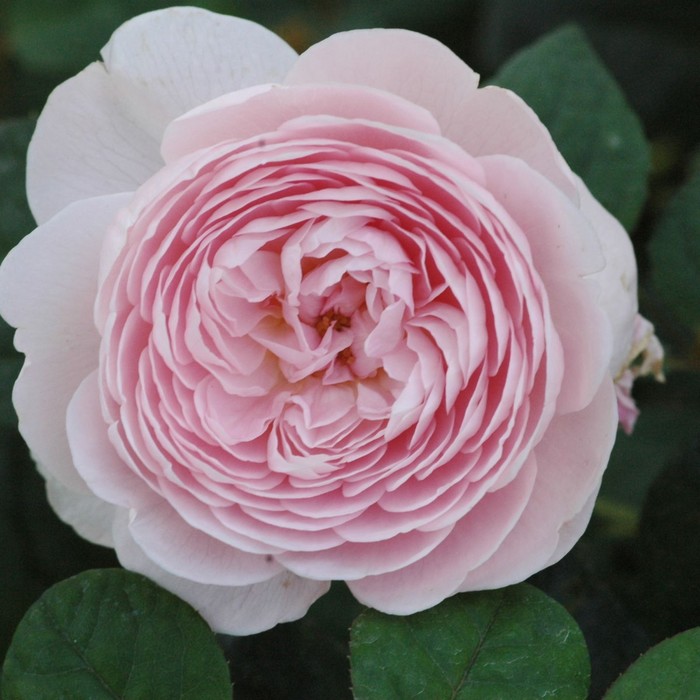 Саженец розы "Холли" серия ПРЕМИУМ, 1 шт Весна 2022
Саженец розы "Холли" серия ПРЕМИУМ, 1 шт Весна 2022