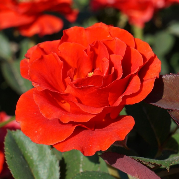 Саженец розы "Агония", 1 шт, Весна 2022
Саженец розы "Агония", 1 шт, Весна 2022