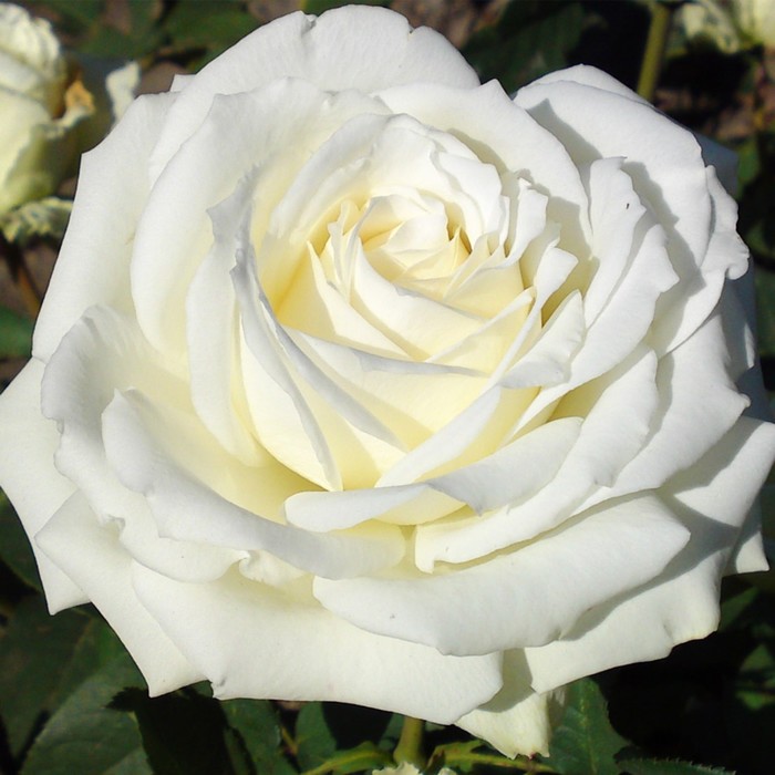 Саженец розы "Вайт Наоми", 1 шт, Весна 2022
Саженец розы "Вайт Наоми", 1 шт, Весна 2022