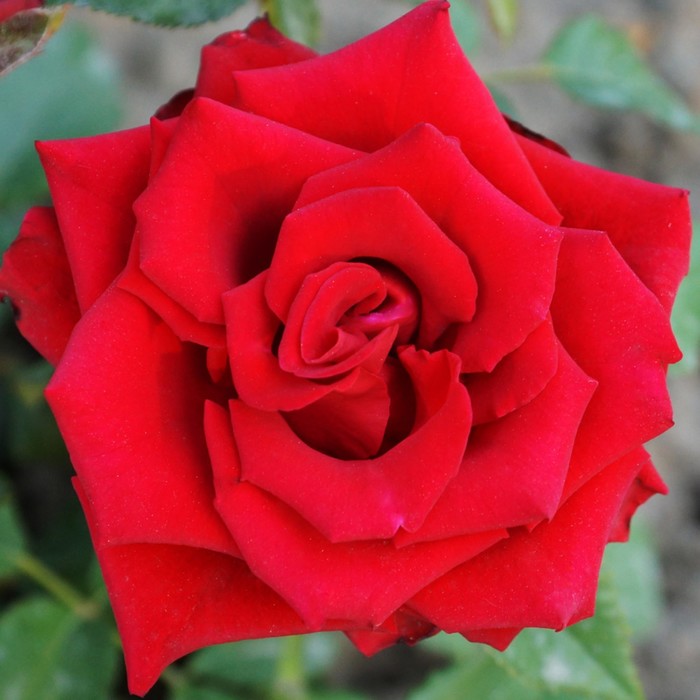 Саженец розы "Гранд амор", 1 шт, Весна 2022
Саженец розы "Гранд амор", 1 шт, Весна 2022