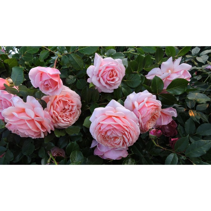 Роза Жардин, Весна 2023, 1 шт. 
Роза Жардин, Весна 2023, 1 шт.