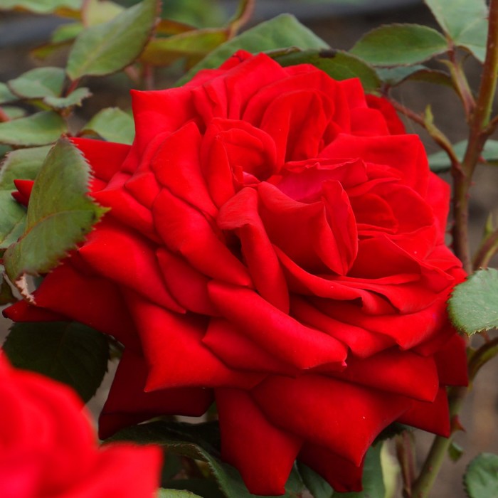 Саженец розы "Лавли Ред", 1 шт, Весна 2022
Саженец розы "Лавли Ред", 1 шт, Весна 2022