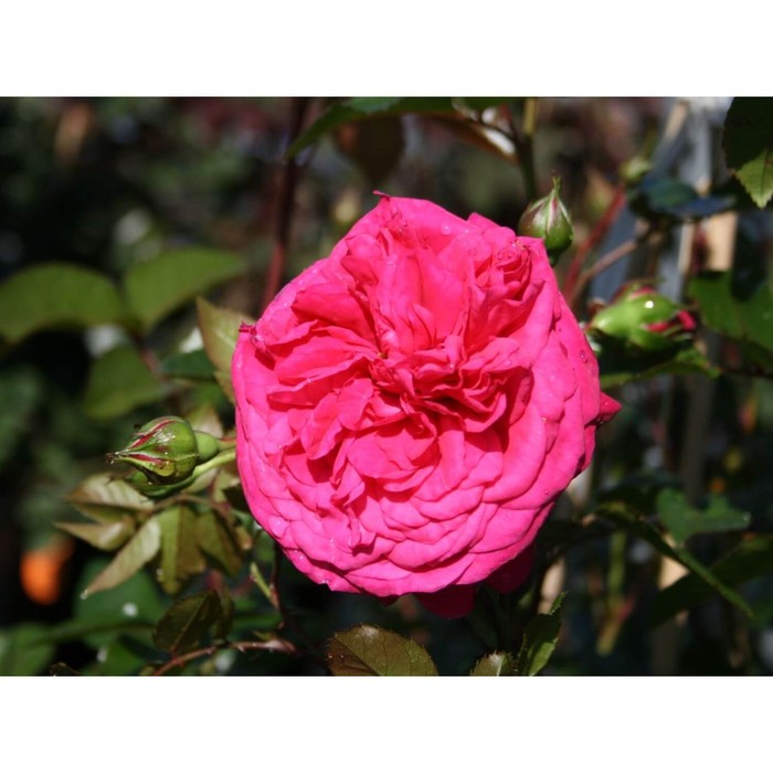 Саженец розы "Лагуна", 1 шт, Весна 2022
Саженец розы "Лагуна", 1 шт, Весна 2022