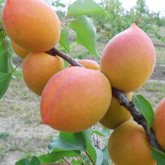 Саженец абрикоса "Академик", 1 шт, Весна 2022
Саженец абрикоса "Академик", 1 шт, Весна 2022