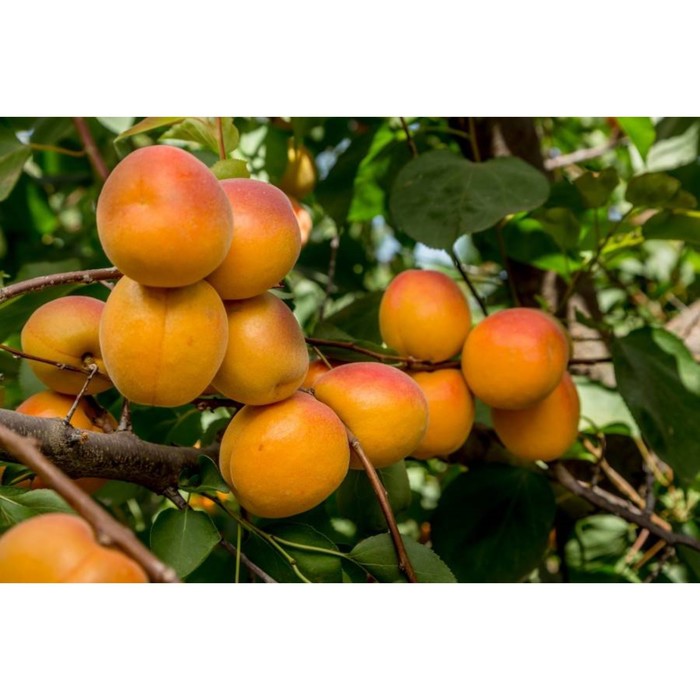 Саженец абрикоса "Восторг", 1 шт, Весна 2022
Саженец абрикоса "Восторг", 1 шт, Весна 2022