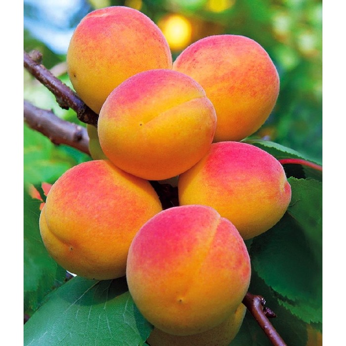 Саженец абрикоса "Восточный Саян", 1 шт, Весна 2022
Саженец абрикоса "Восточный Саян", 1 шт, Весна 2022