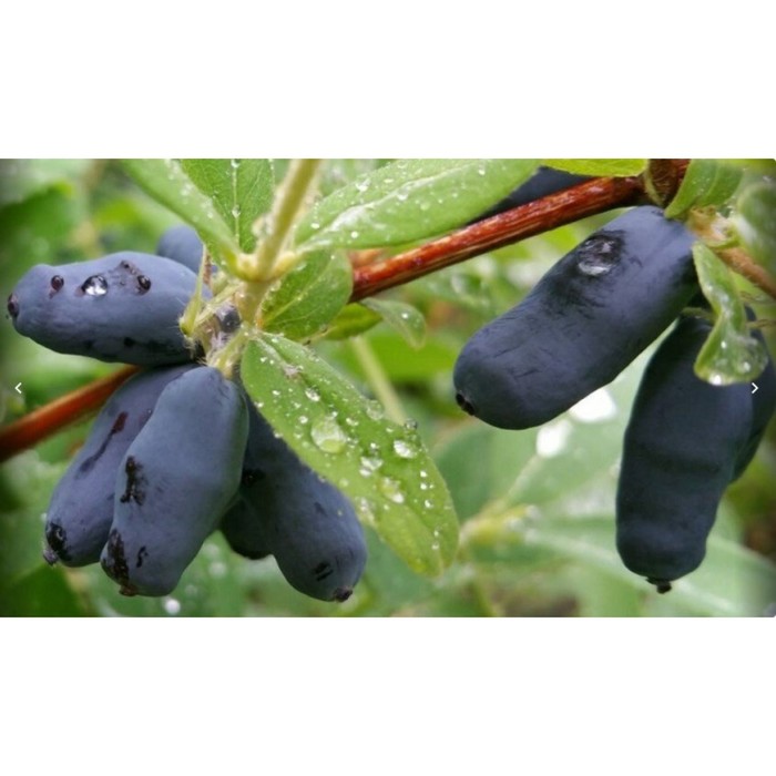 Саженец жимолости "Ассоль", 1 шт, Весна 2022
Саженец жимолости "Ассоль", 1 шт, Весна 2022