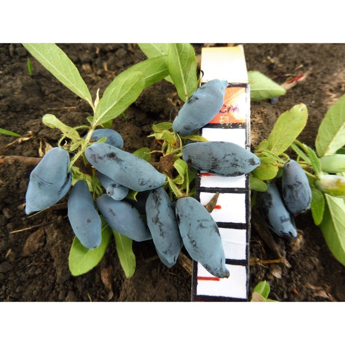 Саженец жимолости "Юмис", 1 шт, Весна 2022
Саженец жимолости "Юмис", 1 шт, Весна 2022