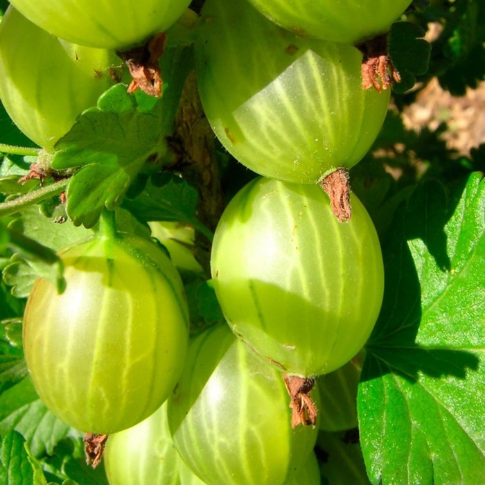 Саженец крыжовника "Бесшипный", 1 шт, Весна 2022
Саженец крыжовника "Бесшипный", 1 шт, Весна 2022