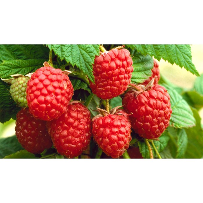 Саженец малины "Таруса", 1 шт, Весна 2022 
Саженец малины "Таруса", 1 шт, Весна 2022