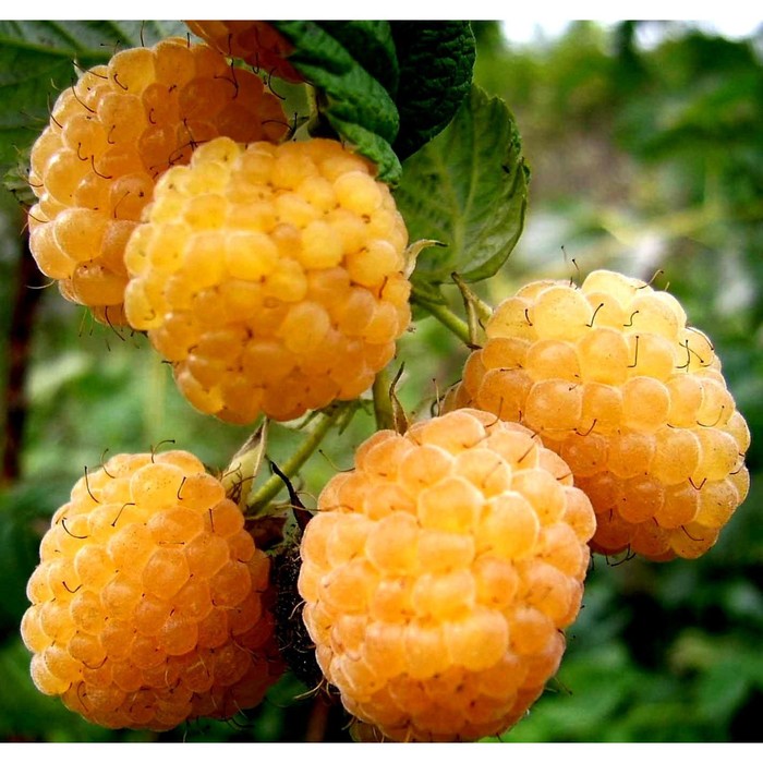 Саженец малины "Утренняя роса", 1 шт, Весна 2022
Саженец малины "Утренняя роса", 1 шт, Весна 2022