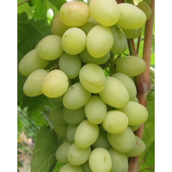 Саженец винограда "Любимый", 1 шт, Весна 2022
Саженец винограда "Любимый", 1 шт, Весна 2022