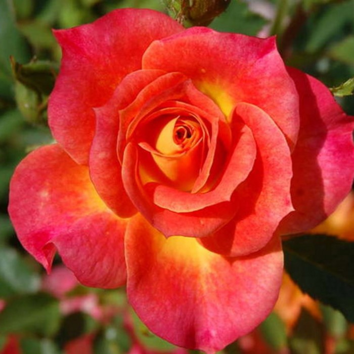 Саженец розы "Касабланка", 1 шт, Весна 2022
Саженец розы "Касабланка", 1 шт, Весна 2022