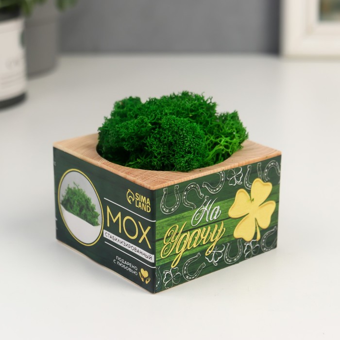 Кашпо со стабилизированным мхом "На удачу"
Кашпо со стабилизированным мхом "На удачу"