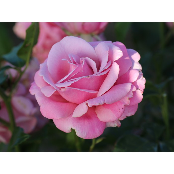 Саженец розы "Либерти", 1 шт, Весна 2022
Саженец розы "Либерти", 1 шт, Весна 2022