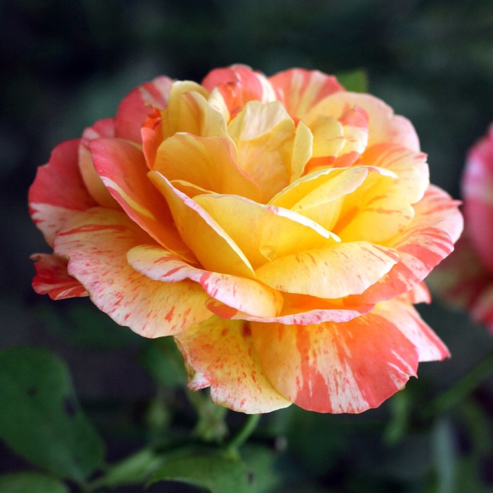 Саженец розы "Марвел", 1 шт, Весна 2022
Саженец розы "Марвел", 1 шт, Весна 2022