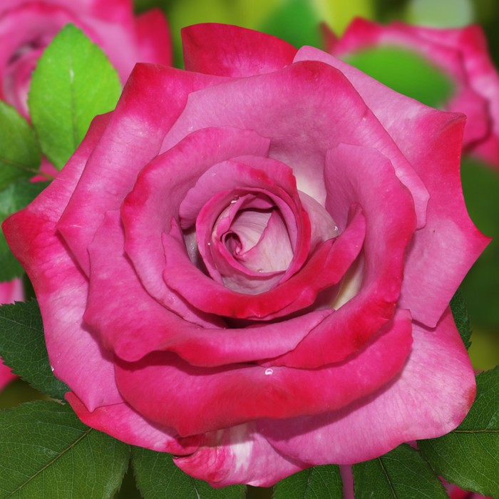 Саженец розы "Маргарита", 1 шт, Весна 2022
Саженец розы "Маргарита", 1 шт, Весна 2022