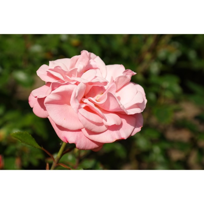 Саженец розы "Марсель", 1 шт, Весна 2022
Саженец розы "Марсель", 1 шт, Весна 2022