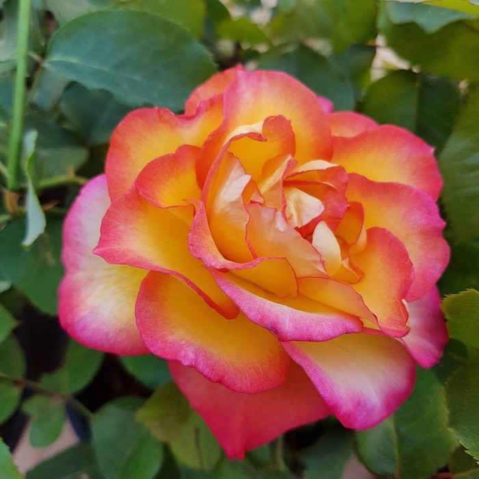 Роза Маффин, Весна 2023, 1 шт.
Роза Маффин, Весна 2023, 1 шт.