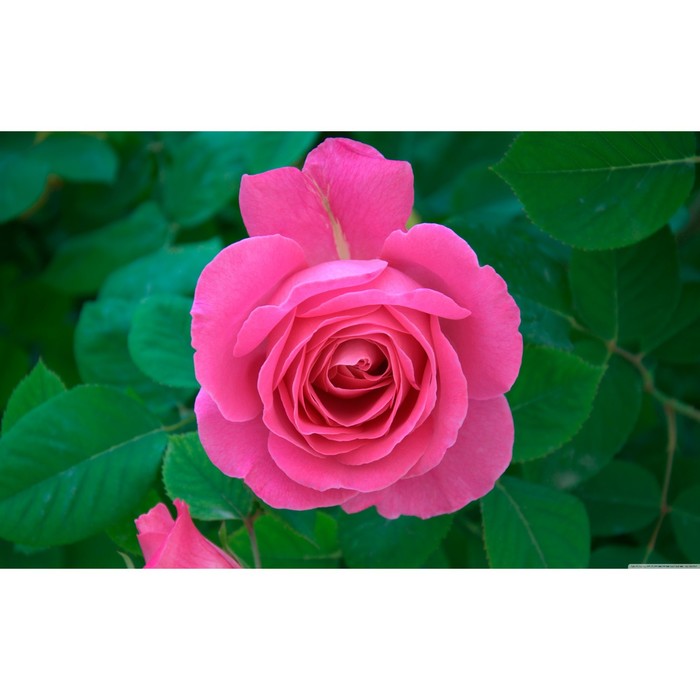 Саженец розы "Мелодия", 1 шт, Весна 2022
Саженец розы "Мелодия", 1 шт, Весна 2022