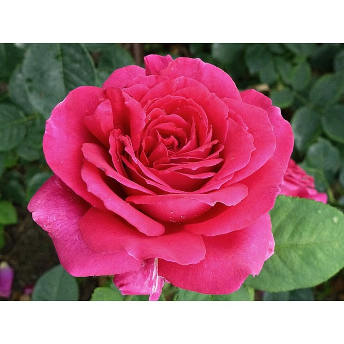 Саженец розы "Мефона", 1 шт, Весна 2022
Саженец розы "Мефона", 1 шт, Весна 2022