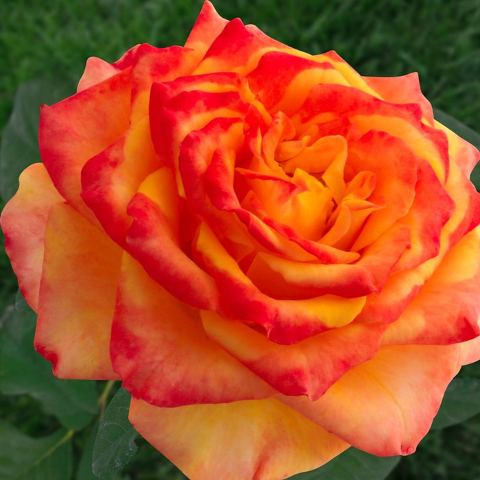 Саженец розы "Мираж файер", 1 шт, Весна 2022
Саженец розы "Мираж файер", 1 шт, Весна 2022