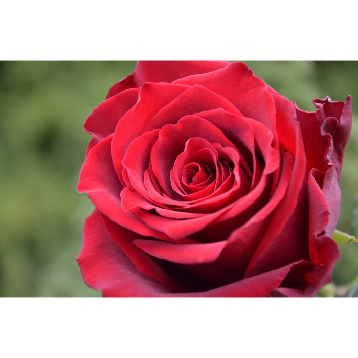 Саженец розы "Ред Наоми", 1 шт, Весна 2022
Саженец розы "Ред Наоми", 1 шт, Весна 2022