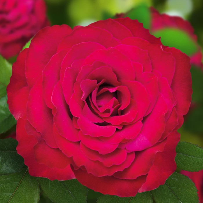 Саженец розы "Родос", 1 шт, Весна 2022
Саженец розы "Родос", 1 шт, Весна 2022