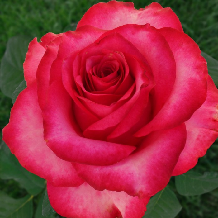 Саженец розы "Розбери", 1 шт, Весна 2022
Саженец розы "Розбери", 1 шт, Весна 2022