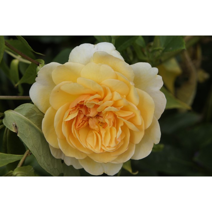 Саженец розы "Санлайт романтика", 1 шт, Весна 2022
Саженец розы "Санлайт романтика", 1 шт, Весна 2022