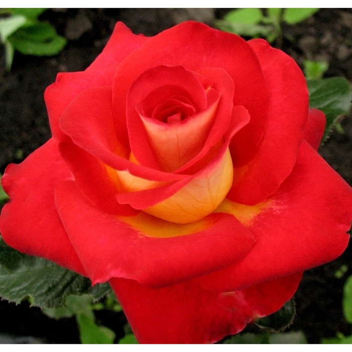 Саженец розы "Френдшип", 1 шт, Весна 2022
Саженец розы "Френдшип", 1 шт, Весна 2022